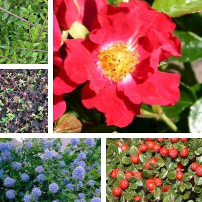 Kit couvre sols talus - Leaderplant