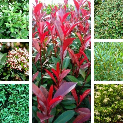 Kit Haie persistante - 7 variétés - Leaderplant