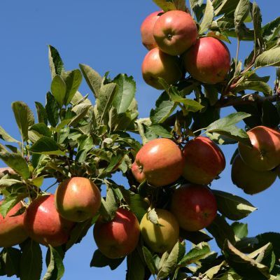 Pommier Braeburn - Leaderplant