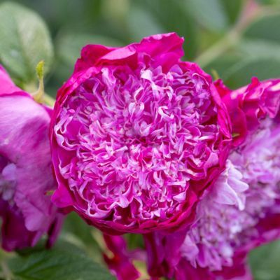 Rosier PomPom Perfume (pivoine) - Leaderplant
