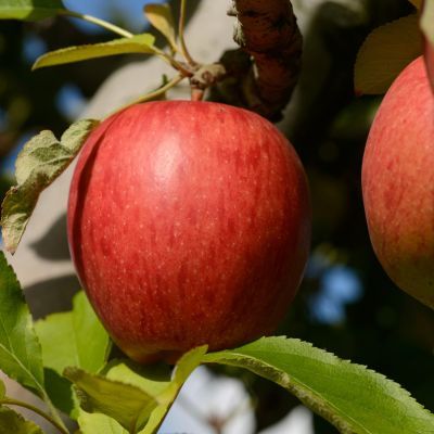Pommier Braeburn - Leaderplant