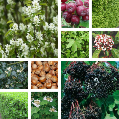 Kit Haie bocagère Biodiversité - 10 variétés - Leaderplant