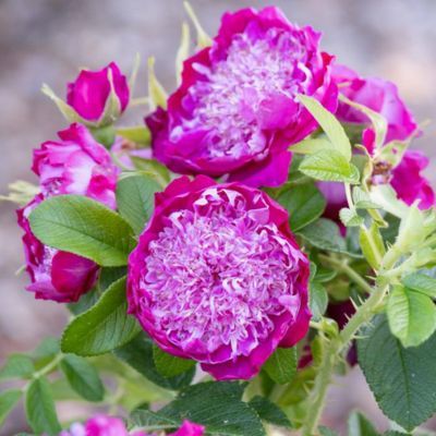 Rosier PomPom Perfume (pivoine) - Leaderplant
