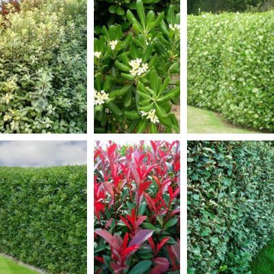 KIT Haie Persistante Bord De Mer - Leaderplant