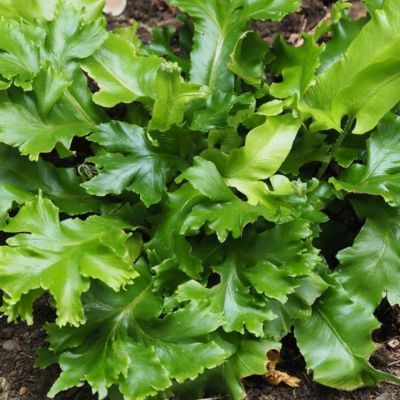 Fougère scolopendre Cristata - Leaderplant