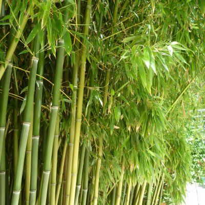 Bambou Phyllostachys humilis - Leaderplant