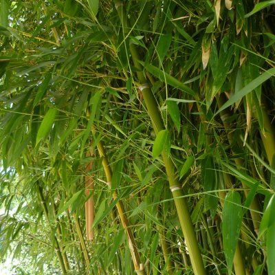Bambou Phyllostachys humilis - Leaderplant