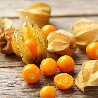 Coqueret du Pérou Goldvital ® - Physalis - Leaderplant