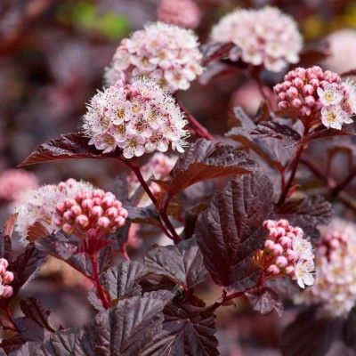 Physocarpus - Physocarpe Lady in Red ® - Leaderplant