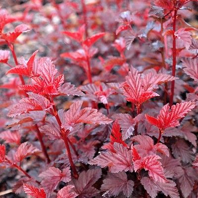 Physocarpus - Physocarpe Lady in Red ® - Leaderplant