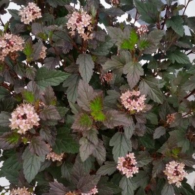 Physocarpe 'Little Joker' ® - Leaderplant