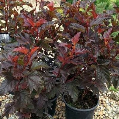 Physocarpe 'Little Joker' ® - Leaderplant