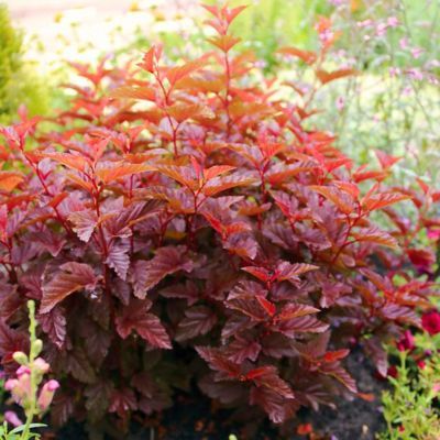 Physocarpus - Physocarpe Little Angel - Leaderplant