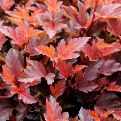 Physocarpus - Physocarpe Little Angel - Leaderplant