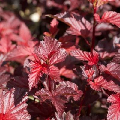 Physocarpus - Physocarpe Little Angel - Leaderplant