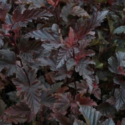 Physocarpus Red Baron - Leaderplant