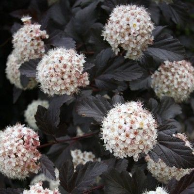 Physocarpus Red Baron - Leaderplant