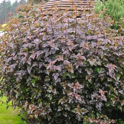 Physocarpus Red Baron - Leaderplant