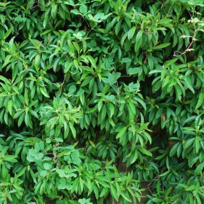 Fausse Viorne  - Leaderplant