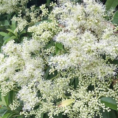 Fausse Viorne  - Leaderplant