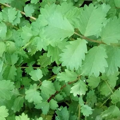 Pimprenelle - Leaderplant