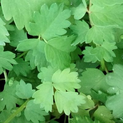 Pimprenelle - Leaderplant