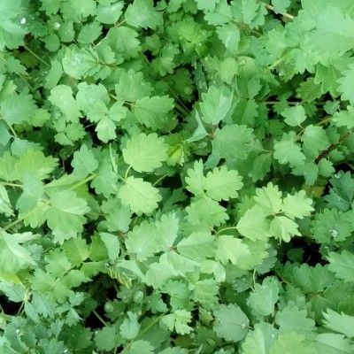 Pimprenelle - Leaderplant