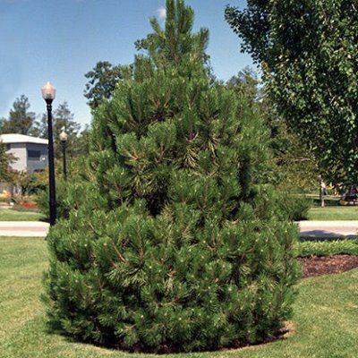 Pin Noir d'Autriche - Leaderplant