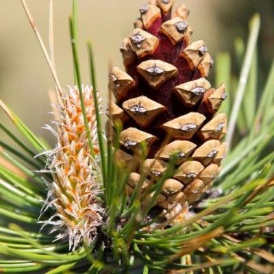 Pin Noir d'Autriche - Leaderplant