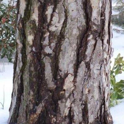 Pin Noir d'Autriche - Leaderplant