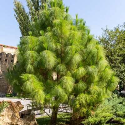 Pin d'Armand - Leaderplant