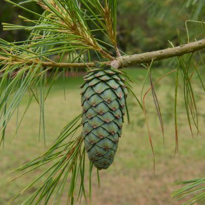 Pin d'Armand - Leaderplant