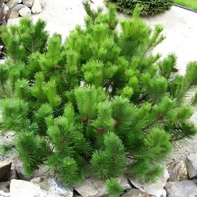 Pin mugo nain Mughu - Pin de montagne - Leaderplant