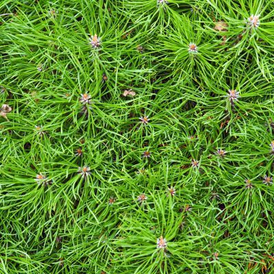 Pin mugo nain Mughu - Pin de montagne - Leaderplant