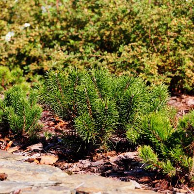 Pin mugo nain Pumilio - Pin de montagne - Leaderplant