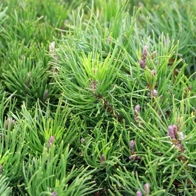 Pin mugo nain Pumilio - Pin de montagne - Leaderplant