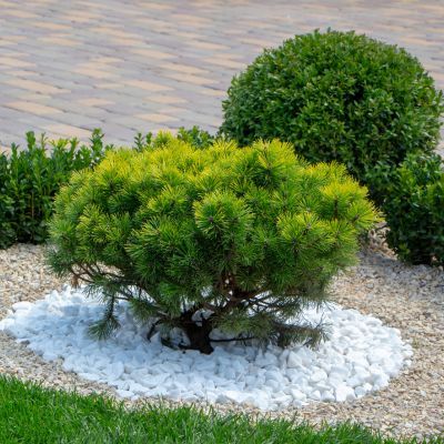 Pin mugo nain Pumilio - Pin de montagne - Leaderplant