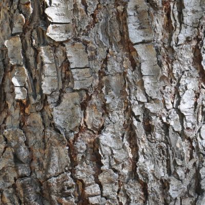 Pin pleureur de l’Himalaya  - Leaderplant