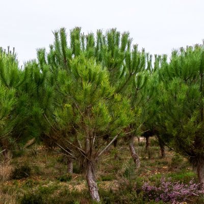 Pin maritime / Pin des Landes - Leaderplant