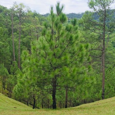 Pin maritime / Pin des Landes - Leaderplant