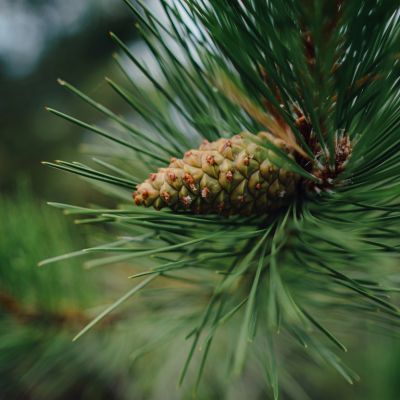 Pin maritime / Pin des Landes - Leaderplant