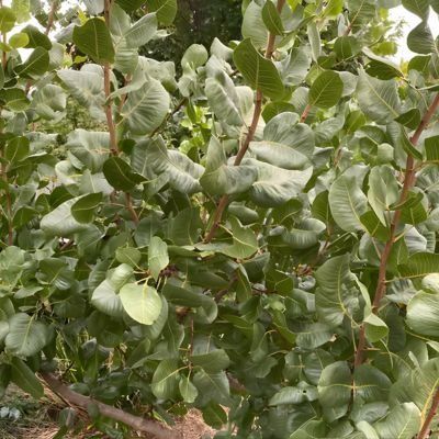 Pistachier mâle Peters - Leaderplant