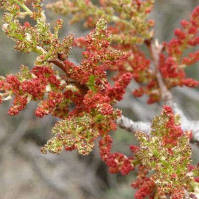 Pistachier mâle Peters - Leaderplant