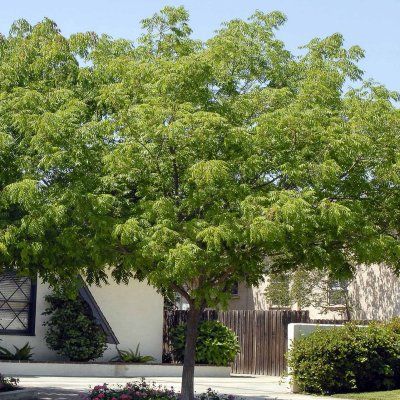 Pistachier de Chine - Leaderplant