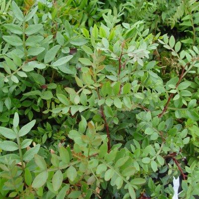 Pistachier lentisque - Leaderplant