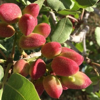 Pistachier femelle Vera Kerman - Leaderplant