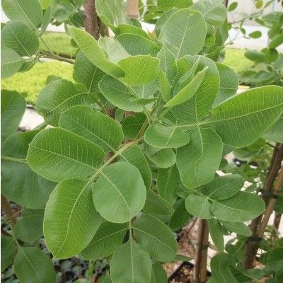 Pistachier femelle Vera Kerman - Leaderplant