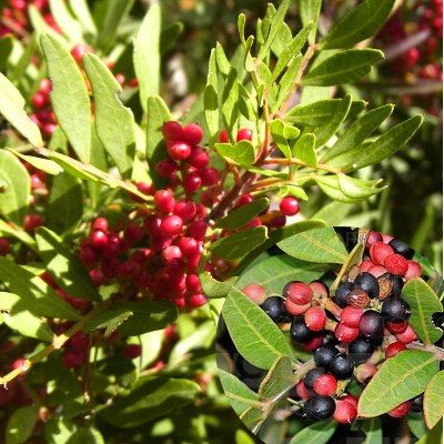 Pistachier lentisque - Leaderplant