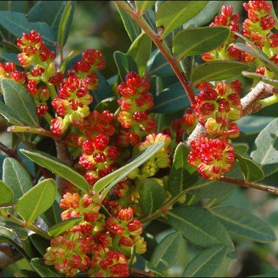 Pistachier lentisque - Leaderplant