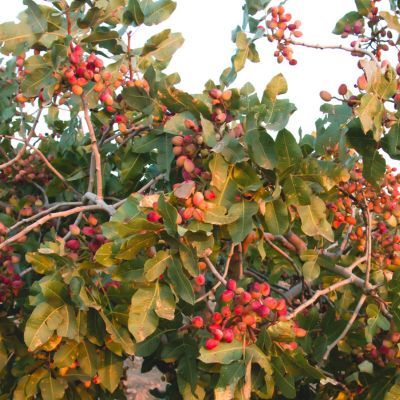 Pistachier femelle Vera Castle  - Leaderplant